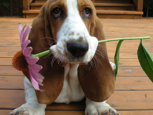 Basset Hound