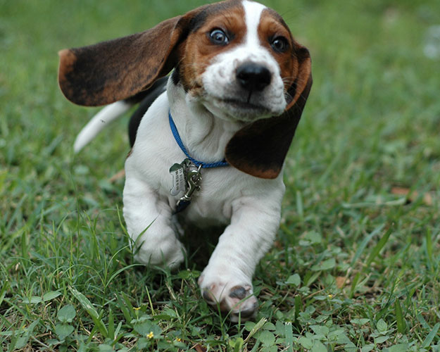 Basset Hound