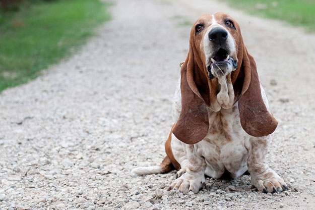 Basset Hound